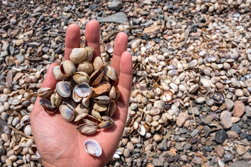 Hand with pile of seashells. Summer vacation concept. Beautiful natural landscape. Hand holding seashells, travel, journey concept.