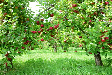 Apfelbaum mit roten Äpfeln, Apfelernte in Südtirol