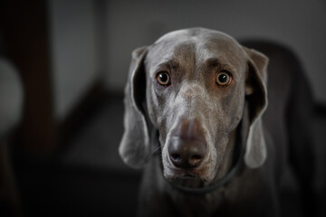Portrait of a young female Weimar dog on a grey background.