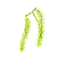 Sea grapes ( green caviar ) seaweed on white backgroun