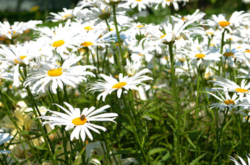 Chamomile flowers field wide background in sun light. Summer Daisies. Beautiful nature scene with blooming medical chamomilles.