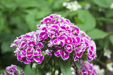 Beautiful red flowers to grow in your own garden or on your balcony.


