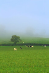 Farmland in Axe Valley, Devon on the misty morning