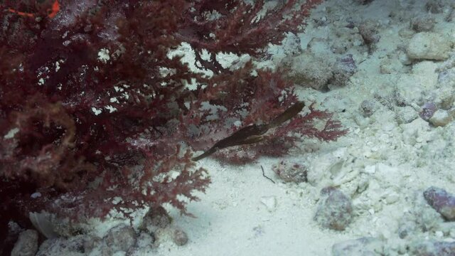 A tiny ghost pipefish trying to hide on the reef
