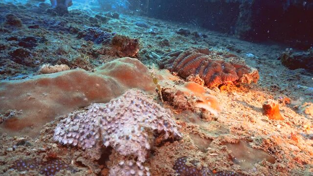 A tiny ghost pipefish trying to hide on the reef
