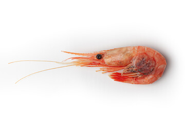 One shrimp isolated on white background, with soft shadow