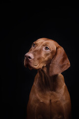 red dog on a black background. Hungarian vizsla