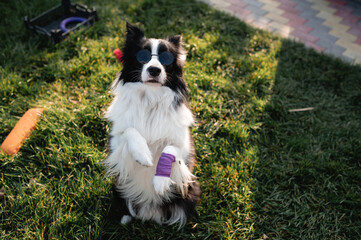 Obraz premium Black and white border collie dog in sunglasses standing on grass