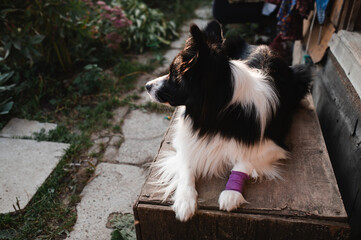 Black and white border collie dog in the village