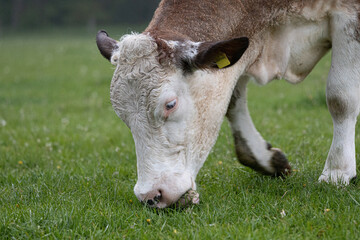 Kuh frisst Gras auf der Weide Nahaufnahme