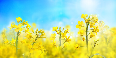 Agricultural field with rapeseed plants. Oilseed, canola, colza. Blooming canola in strong sunlight early morning. Nature background. Macro photo.  - 382344676
