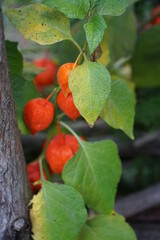 Die Lampionblume (Physalis alkekengi) ist eine Pflanzenart aus der Gattung der Blasenkirschen (Physalis) in der Familie der Nachtschattengewächse (Solanaceae). Der Trivialname Lampionblume l