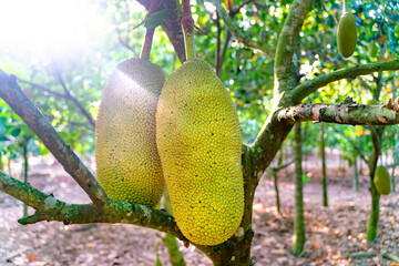 The amazing view of green ripe jackfruit brunch on the tree inside the fruit garden on Hainan