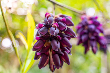 The violet exotic flower in Yanoda Rain Forest national park on Hainan in China