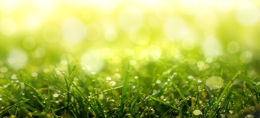 Obraz premium Feuchtes Gras in der morgendlichen Sonne mit Bokeh