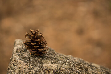 The lonely pine