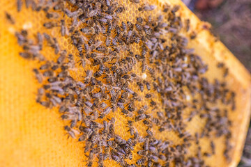 Bees on the honeycomb, top view. Honey cell with bees. Apiculture. Apiary. Wooden beehive and bees....
