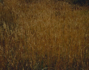Fototapeta premium 枯れ草