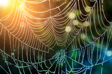 The web with drops of dew shines in sun beams. Abstract nature background.