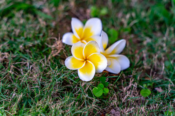 The plumeria flower in chinese garden