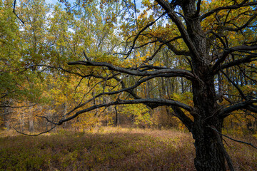 Fototapeta na wymiar Autumn morning in the yellow oak forest during leaf fall, old oak close-up