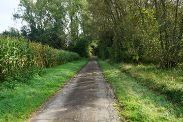 Walk through the woods in autumn