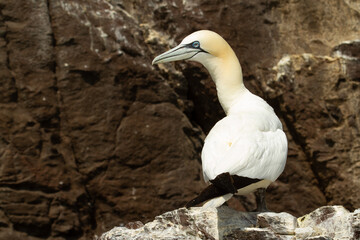 Northern Gannet, Morus bassanus, Bass rock (Scotland).