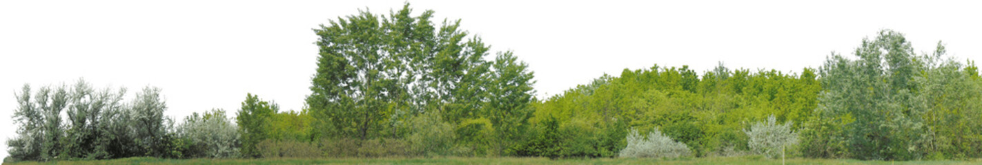 Fototapeta na wymiar Greenleaf Treeline Cutout on isolated background 026