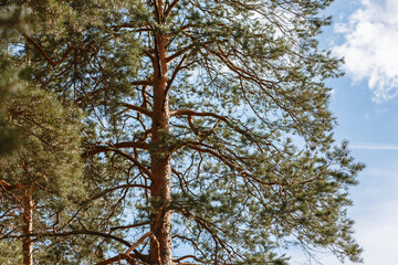 Pine trees standing in the forest. Shooting from bottom to top, against the sky