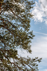 Pine trees standing in the forest. Shooting from bottom to top, against the sky