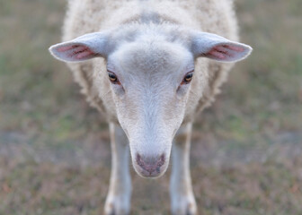 Obraz premium Portrait of sheep looking at camera