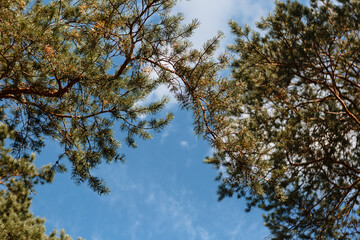 Pine trees standing in the forest. Shooting from bottom to top, against the sky