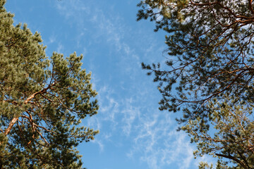 Pine trees standing in the forest. Shooting from bottom to top, against the sky