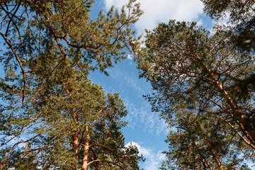Obraz premium Pine trees standing in the forest. Shooting from bottom to top, against the sky