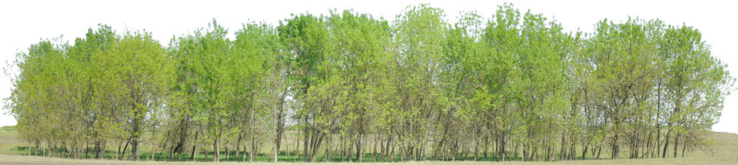 Fototapeta na wymiar Greenleaf Treeline Cutout on isolated background 014