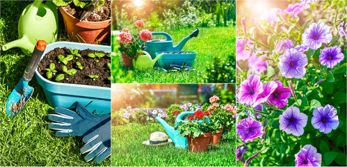 Collage mix set of Home gardening and flower-growing still-life of flower in pot with watering can...