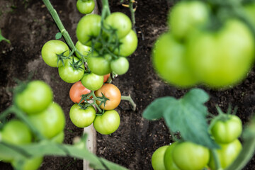 Tomatoes growing on branch in greenhouse.