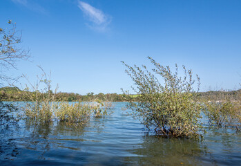Pond in Meeth Quarry Nature Reserve, Devon, UK.