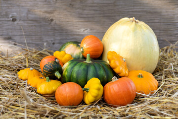 Autumn pumpkin harvest against a background of straw. Colorful autumn vegetables. Cope space.