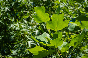 Tulip tree (Liriodendron tulipifera), called tulip tree, American poplar or tulip poplar. Bright green leaves on blurred green background. Selective focus. Close-up. There is place for text