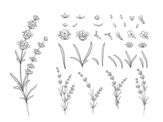 Hand drawn design elements lavender in sketch style. © Kotkoa