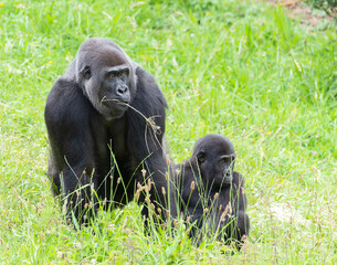 Gorilla mother and son