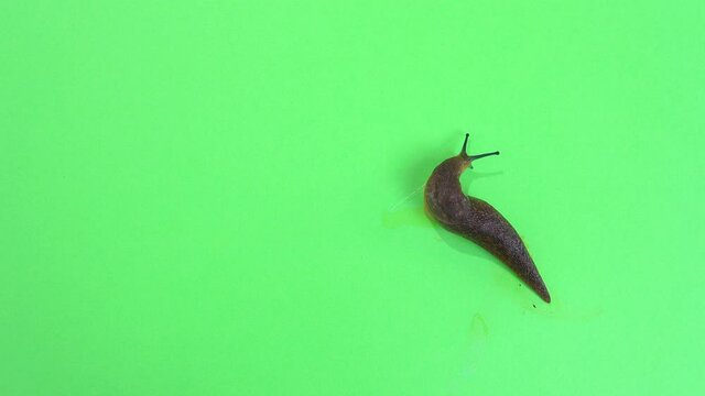 Semi-slugs crawling on a green screen