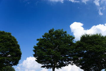 積雲と青空と木