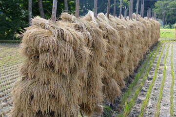 東北地方の稲の稲架掛け