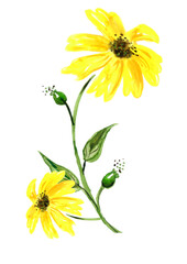 Yellow watercolor sunflowers,narcissus. Flower on a white isolated background. Autumn plant. Watercolor logo, element, drawing for your design. Rudbeckia hirta floral botanical flowers. Sunflower oil.