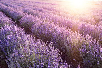 Blooming violet lavender field on sunset sky.