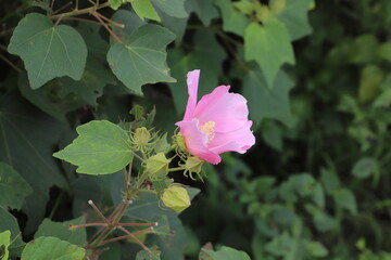 秋の公園に咲くフヨウのピンクの花