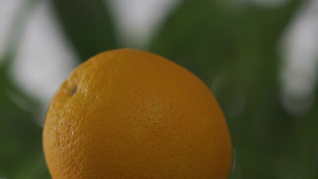 Fruta, naranja sobre fondo verde de vegetaci&oacute;n