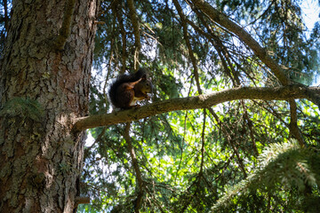 Red squirrel with beautiful dark tail sits on branch of blue Christmas tree. Squirrel is gnawing nuts. Blurred background of greenery garden. Selective focus. Evergreen landscaped garden.